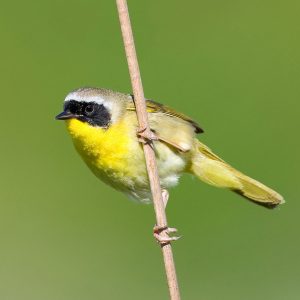 Close-up photo of a Common Yellowthroat against a green background. Credit to glancesatnature.com.