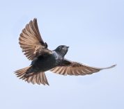 A Purple Martin in flight as seen from below. Credit to Rick Viel.