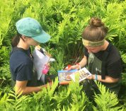 Emily Parker and another researcher stand in a field of ferns, examining a book and other materials.