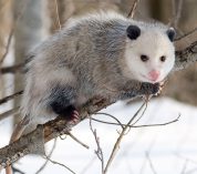 An opossum perches on a tree branch during winter.