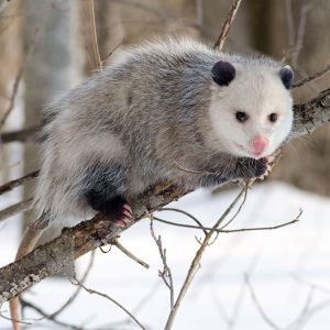 An opossum perches on a tree branch during winter.