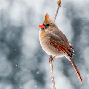A female Northern Cardinal perches on a twig on a snowy day. Credit to Skyler Ewing from Pexels.