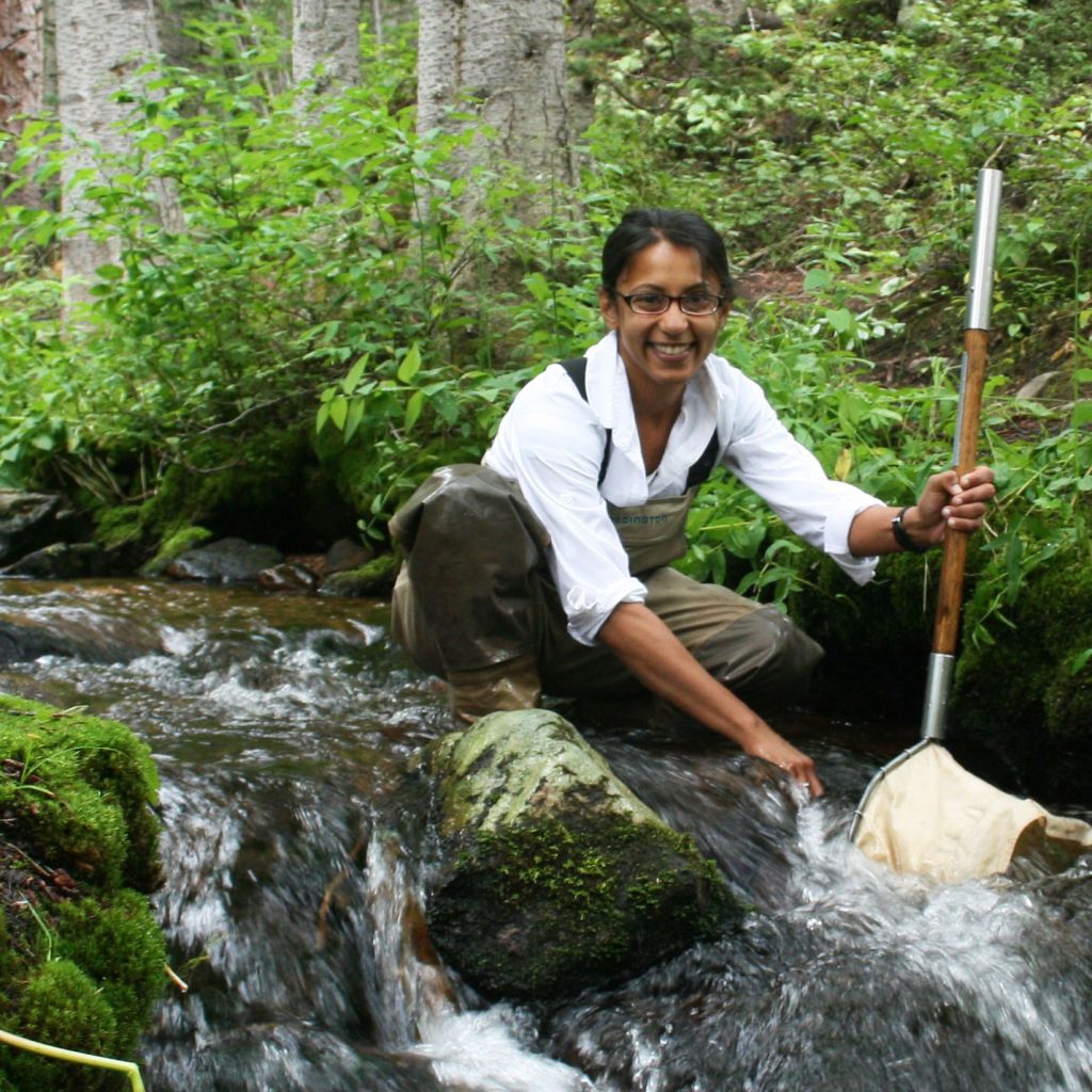 Alisha A. Shah collects aquatic insects in a forested stream in the Rocky Mountains, Colorado, as part of her Ph.D. research.