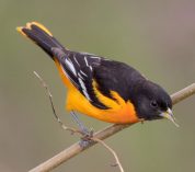 A male Baltimore Oriole perches on a branch. Credit to Josh Haas.