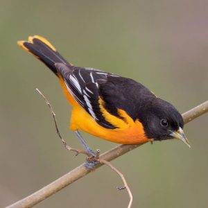 A male Baltimore Oriole perches on a branch. Credit to Josh Haas.