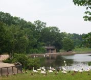 Swans and geese gather on the shore of Wintergreen Lake at the W.K. Kellogg Bird Sanctuary.