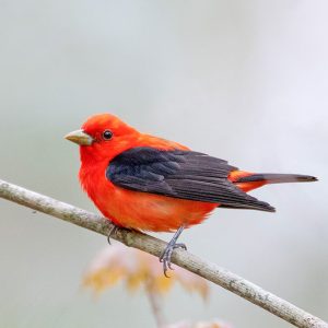 A Scarlet Tanager perches on a branch. Credit to Josh Haas.