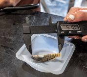 Researchers measure a small fish with a caliper.
