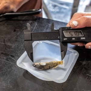 Researchers measure a small fish with a caliper.