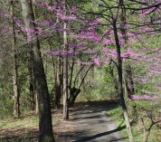 Redbud trees bloom along a trail at the W.K. Kellogg Bird Sanctuary.