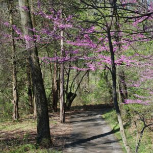 Redbud trees bloom along a trail at the W.K. Kellogg Bird Sanctuary.