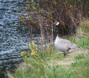 A leucitic Canada Goose stands on the shore of Wintergreen Lake at the Kellogg Bird Sanctuary.