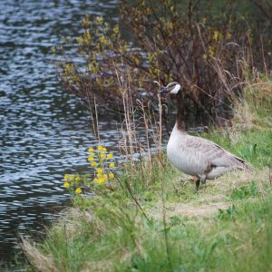 A leucitic Canada Goose stands on the shore of Wintergreen Lake at the Kellogg Bird Sanctuary.