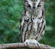 One of the W.K. Kellogg Bird Sanctuary's resident Eastern Screech Owls perches on a branch.