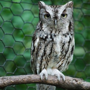 One of the W.K. Kellogg Bird Sanctuary's resident Eastern Screech Owls perches on a branch.