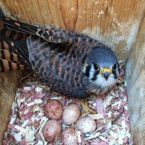 An American Kestrel lays next to a clutch of eggs in a nesting box.