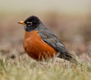 An American Robin stands in profile in a grassy area.