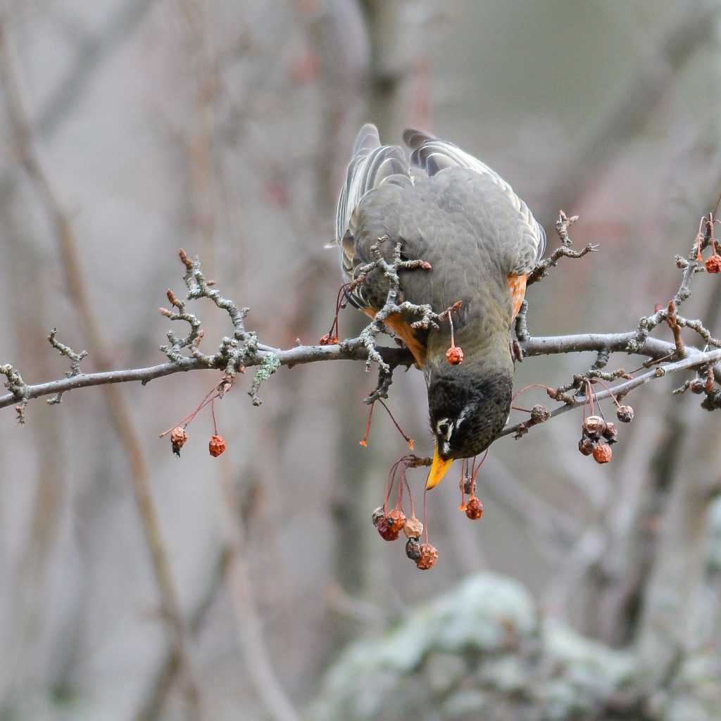 An American Robin hangs upside down on a branch, reaching for a berry.
