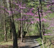 A walking path at the Kellogg Bird Sanctuary is framed by the pink flowers of a blooming Eastern Redbud tree.