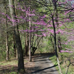A walking path at the Kellogg Bird Sanctuary is framed by the pink flowers of a blooming Eastern Redbud tree.