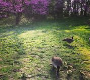 Canada geese with goslings forage at the W.K. Kellogg Bird Sanctuary with blooming redbud trees in the background.