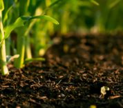 Close-up of soil between rows of corn in a field.