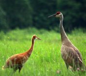 An adult Sandhill Crane and colt stand together in a field.