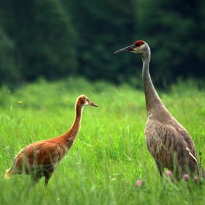 An adult Sandhill Crane and colt stand together in a field.