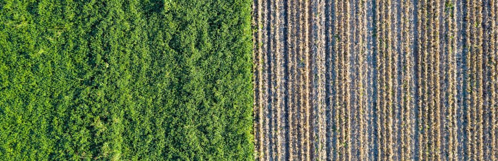 View of agricultural field, with half showing a recently plowed field and the other half showing lush green vegetation.