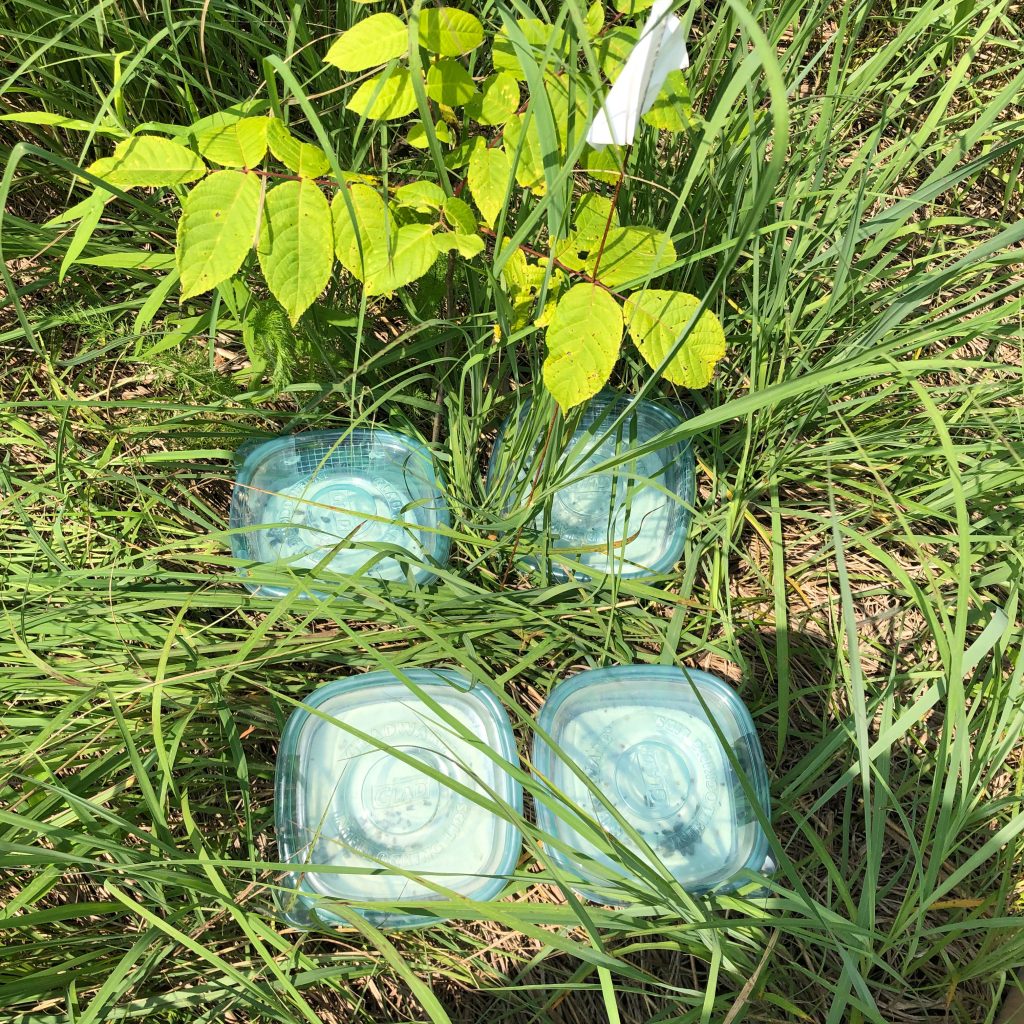 Covered seed trays sit on the ground in a prairie restoration plot at KBS.