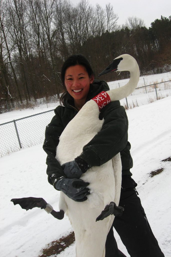 Stephanie Kong holds one of the Sanctuary's resident Trumpeter swans on a wintry day on Wintergreen Lake.