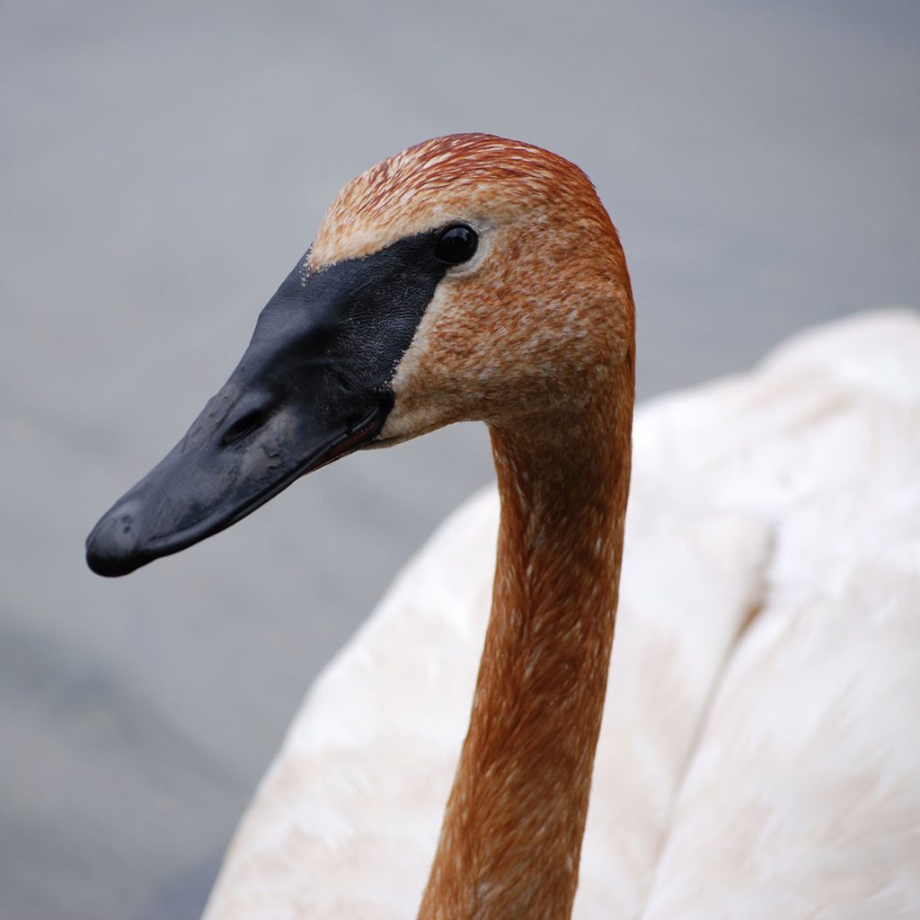 Close-up of a rusty-headed Trumpeter Swan on Wintergreen Lake.