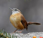 Close-up of a Carolina Wren, a mostly brown bird with a white eyebrow.