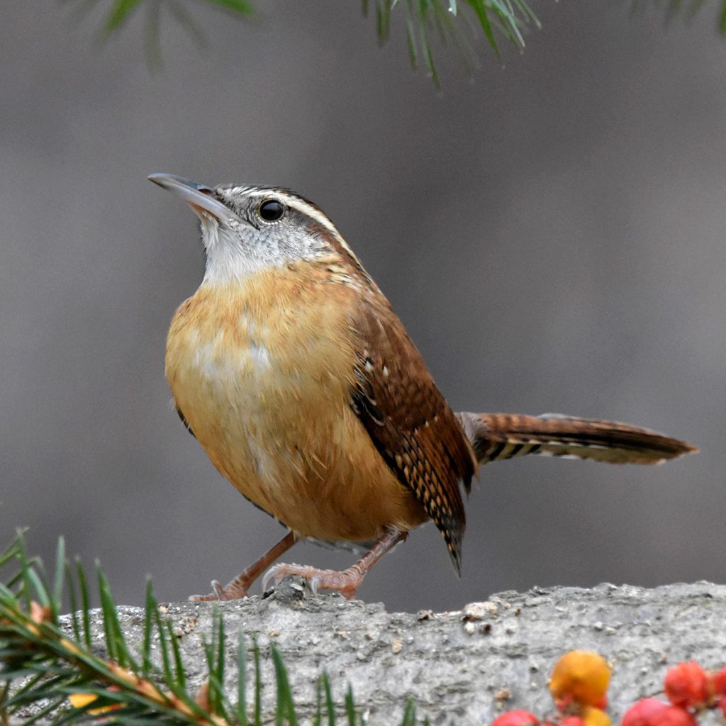 A Carolina Wren perches on a tree branch. Credit to Jack Bulmer via pexels.com.