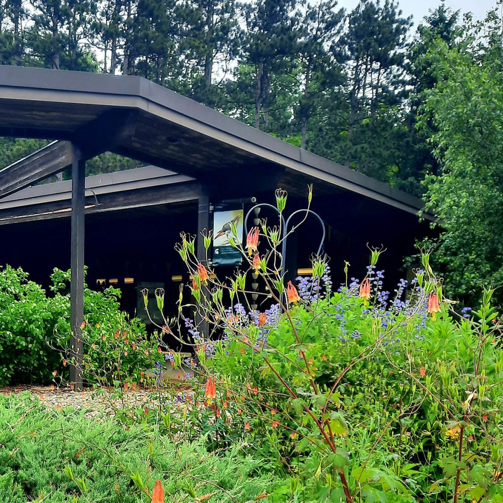 Columbine and lupine bloom in the pollinator garden at the W.K. Kellogg Bird Sanctuary.