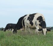 Black and white dairy cows graze in a pasture at Kellogg Farm.