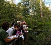 Participants in a past Field Botany course stand on a deck overlooking a wetland area.