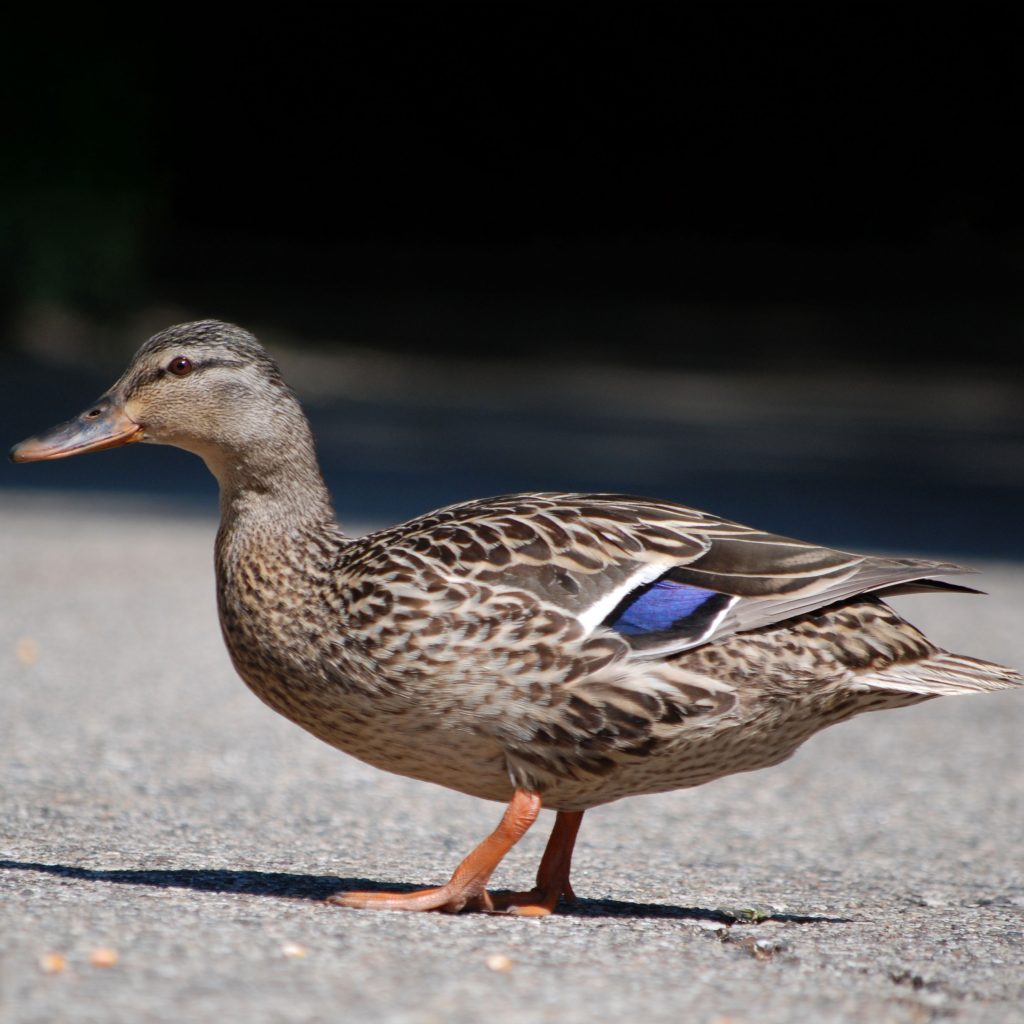 Close-up of a female Mallard Duck, walking at the W.K. Kellogg Bird Sanctuary.