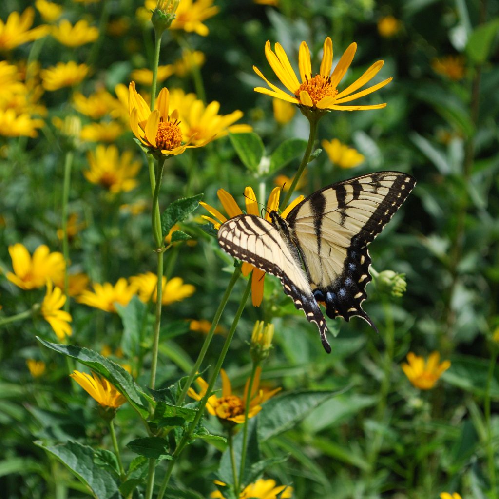 A yellow, black and blue swallowtail butterfly feeds on wildflowers at the W.K. Kellogg Bird Sanctuary.
