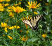 A yellow, black and blue swallowtail butterfly feeds on wildflowers at the W.K. Kellogg Bird Sanctuary.
