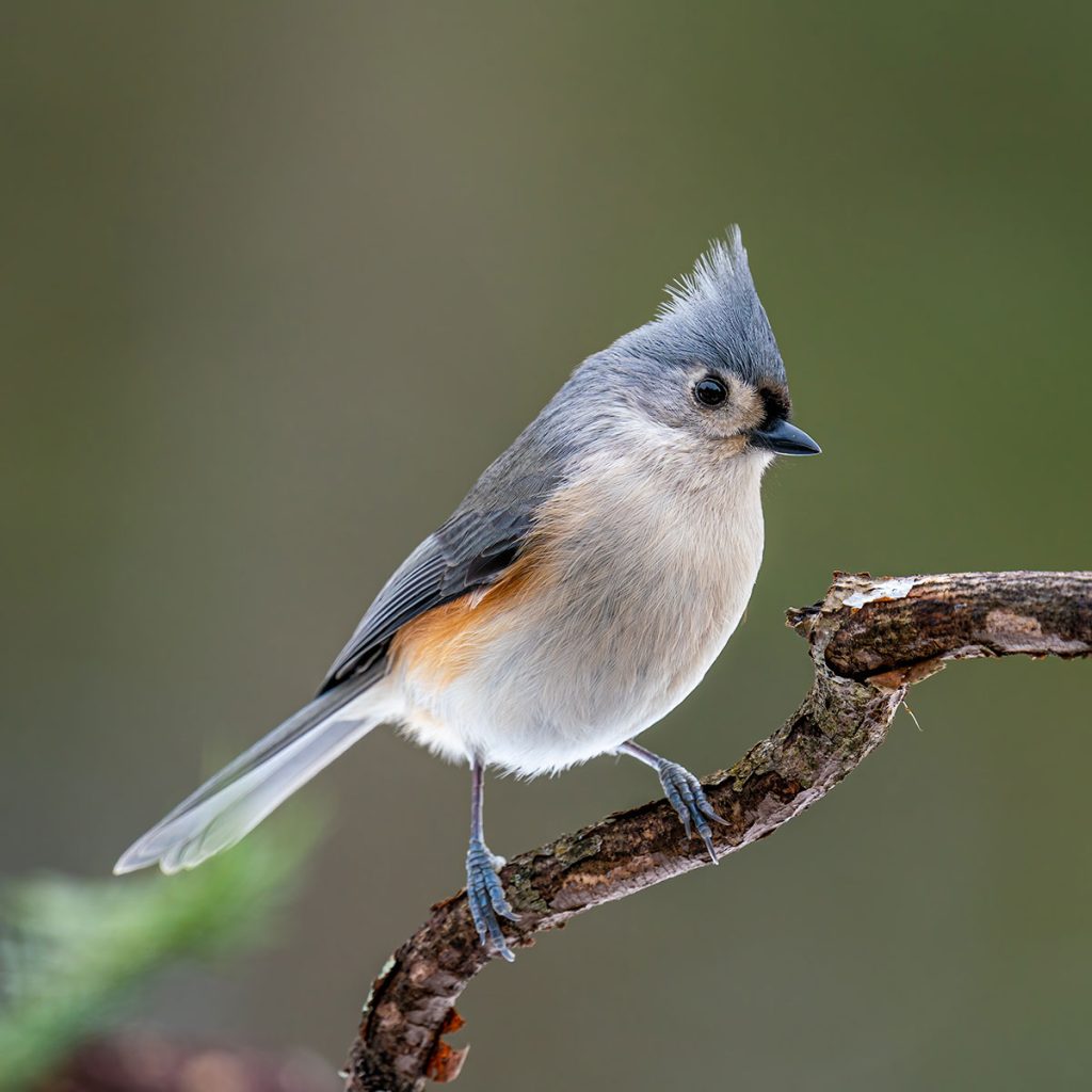 A Tufted Titmouse perches on a tree branch. Credit to Skyler Ewing via pexels.com.