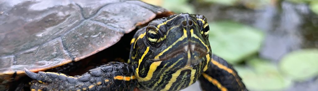 Close-up image of a painted turtle (Chrysemys picta), a widespread North American species of freshwater turtle. Credit to Beth Reinke