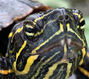 Close-up image of a painted turtle (Chrysemys picta), a widespread North American species of freshwater turtle. Credit to Beth Reinke