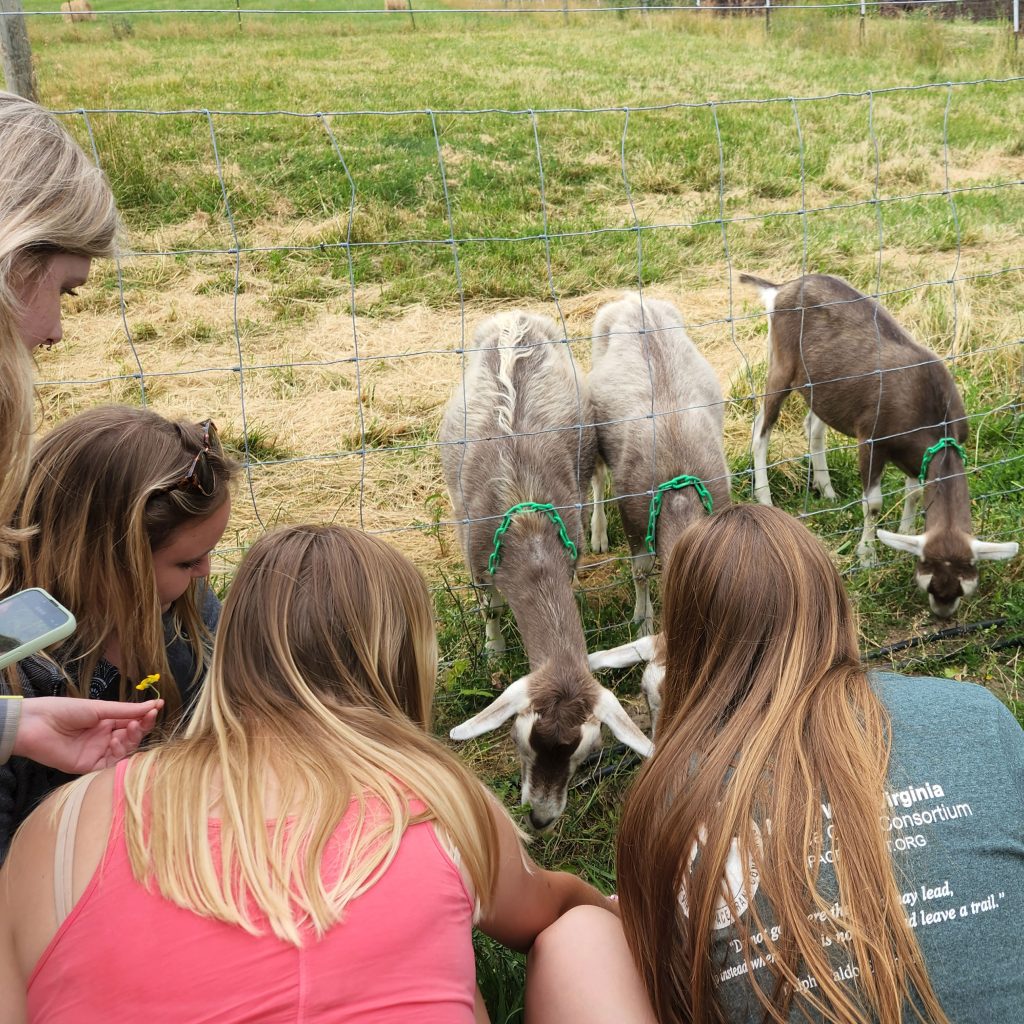 KBS summer students crouch to view goats at Tollgate Farm.