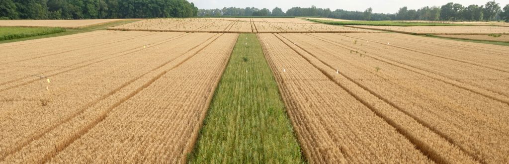 A narrow green strip of prairie runs through a wheat field. Credit to Kurt Stepnitz.