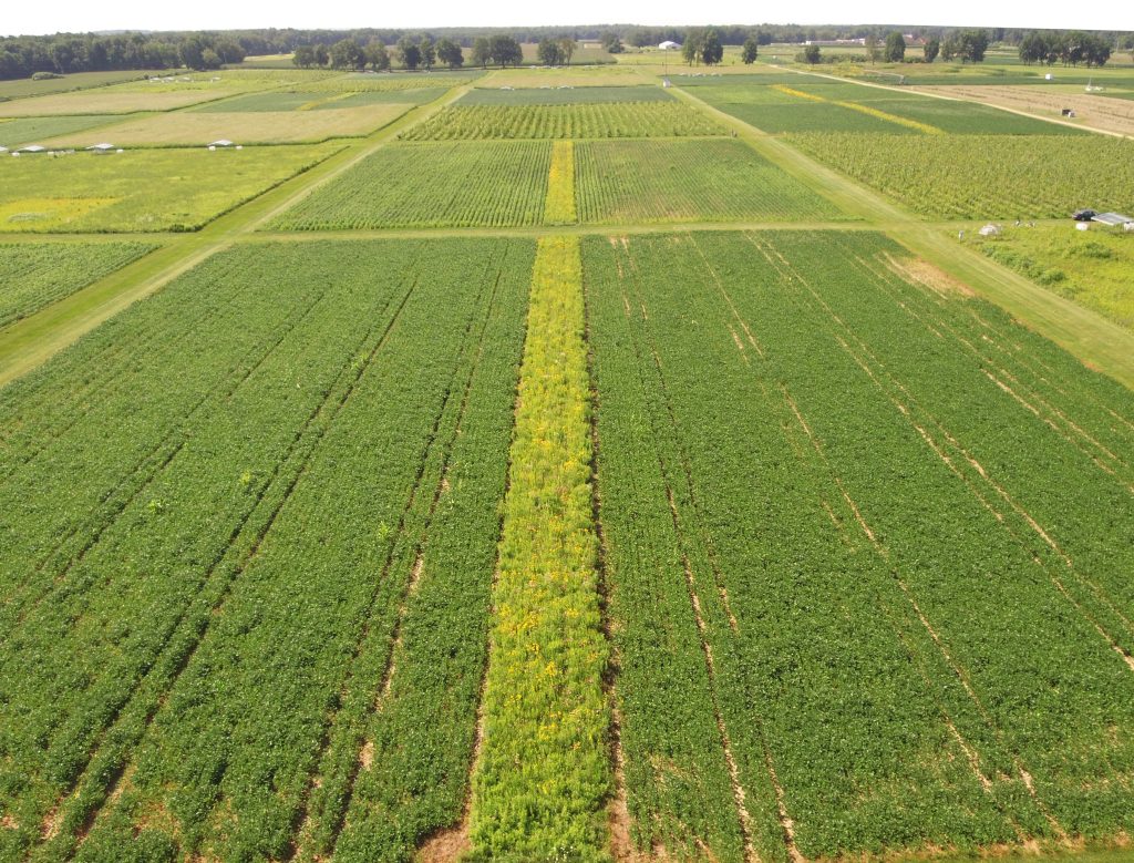 An aerial photograph shows several plots at W.K. Kellogg Biological Station where light green prairie strips can be seen growing among dark green row crops. Credit to Kevin Kahmark.