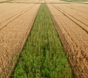 A narrow green strip of prairie runs through a wheat field. Credit to Kurt Stepnitz.