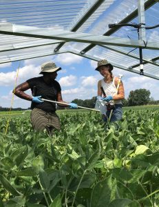 Christine Sprunger and lab manager Meredith Mann collect soil samples under rainout shelters located within the KBS Long-term Ecological Research.