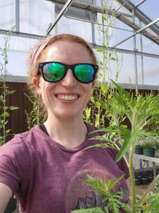 Waterman in KBS’s Plant Ecology Field Lab greenhouse with common ragweed in the front and common lambsquarters in the back.