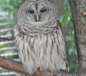 A Barred Owl perches on a tree branch.